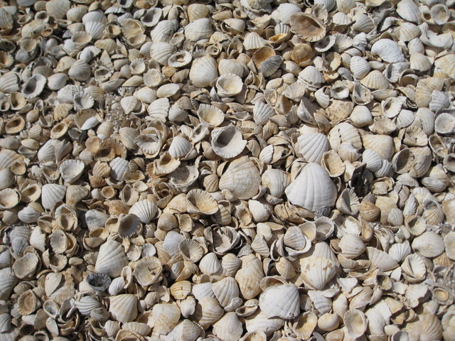 565 Pathways at hotel were made of shells.jpg