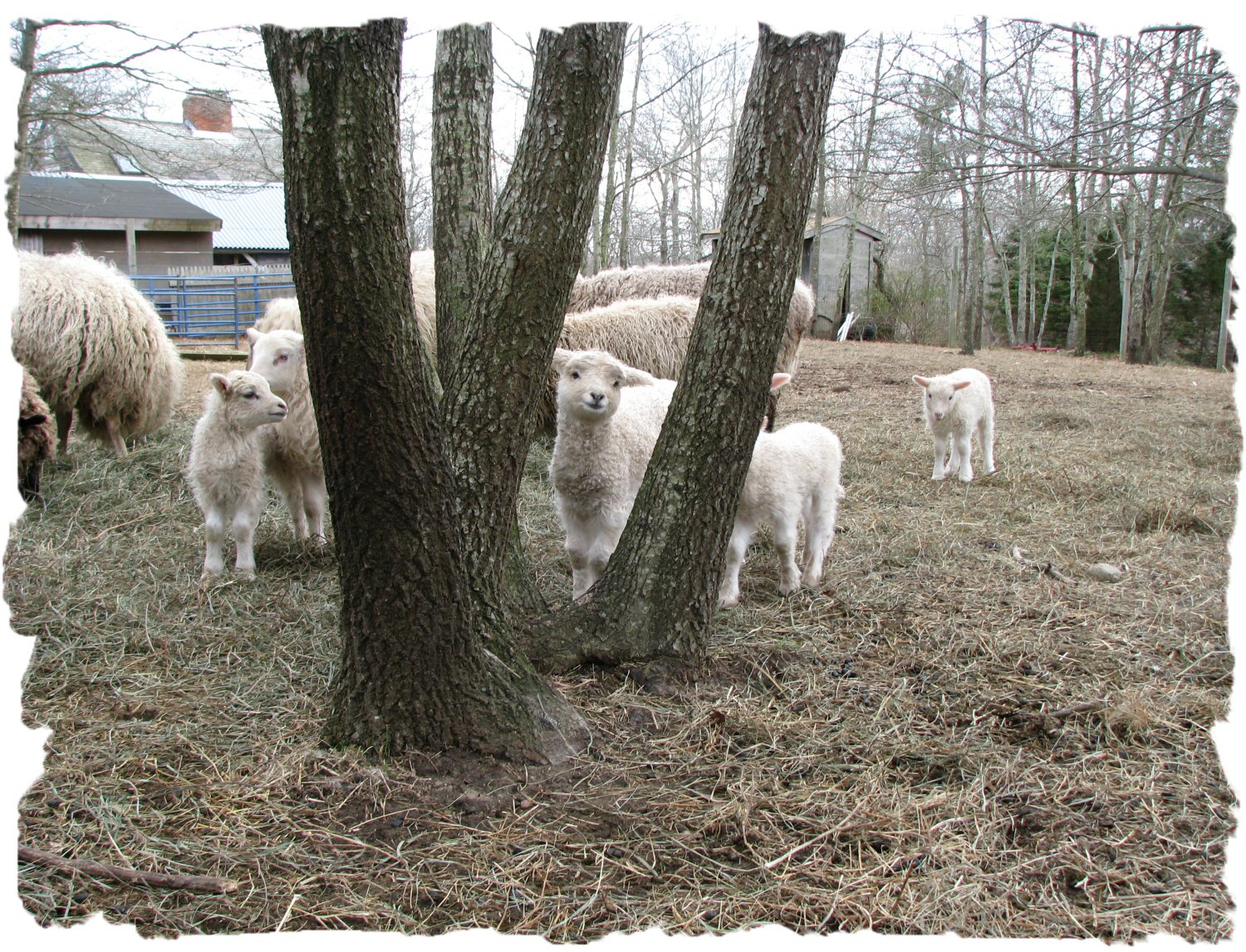Through the Trees.jpg