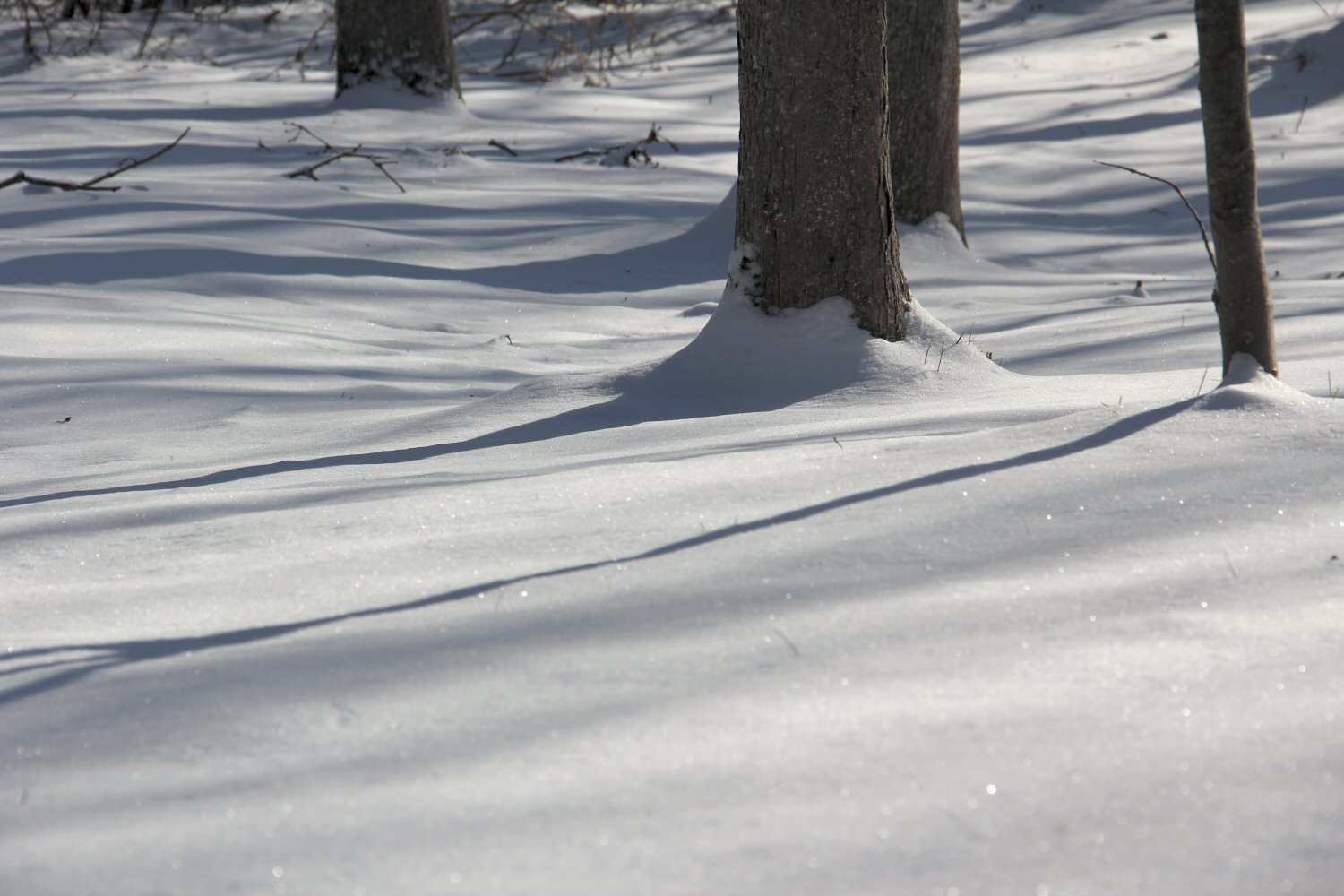 White Lawn.jpg