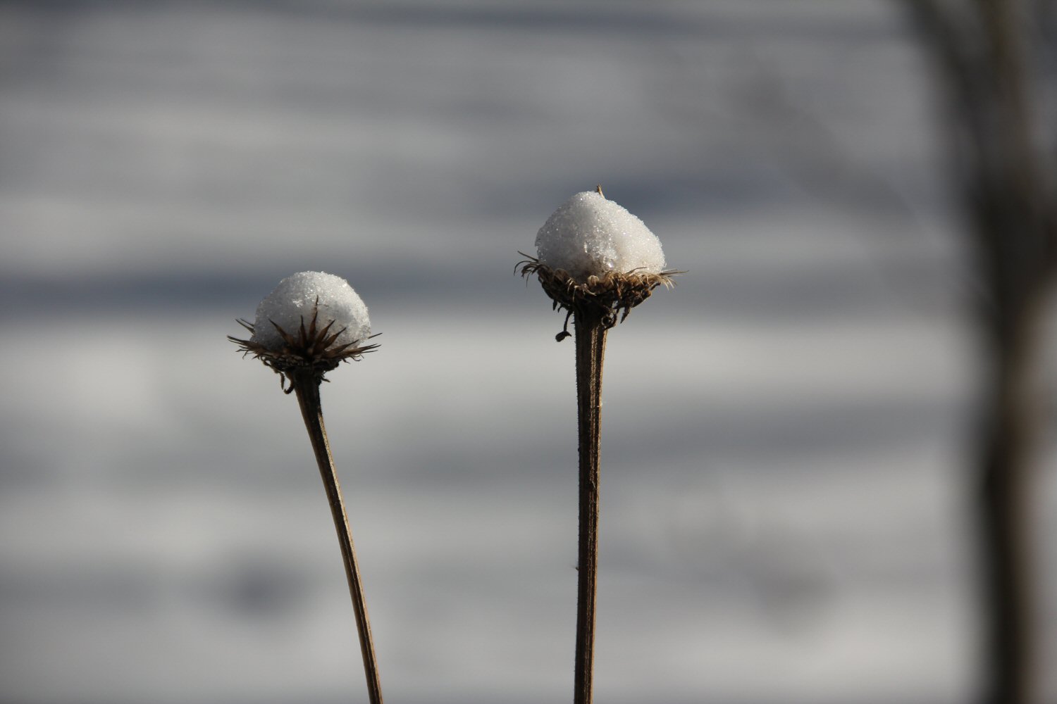 Snowball Flowers.jpg
