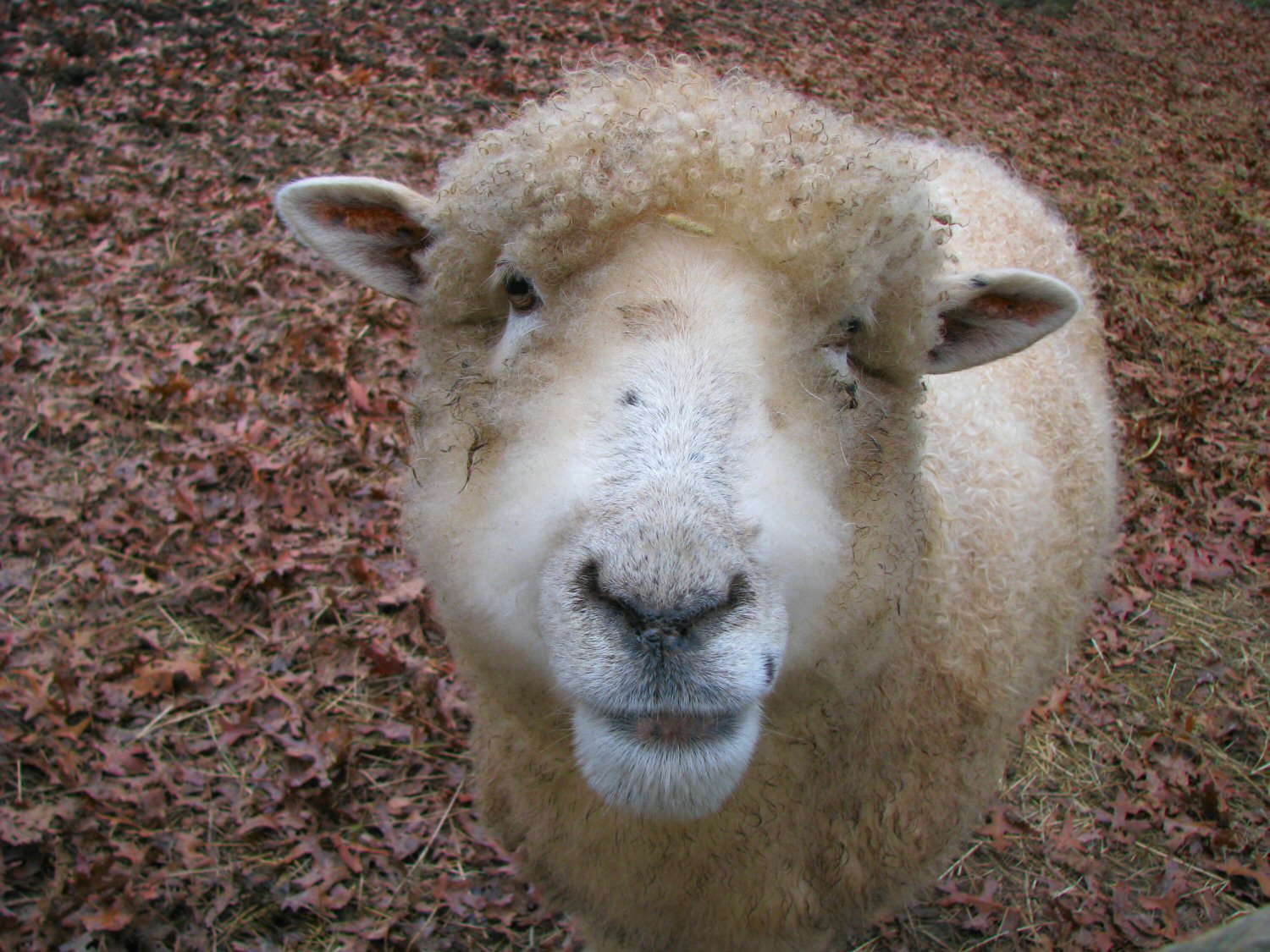 Ewe Lookin at Me.jpg