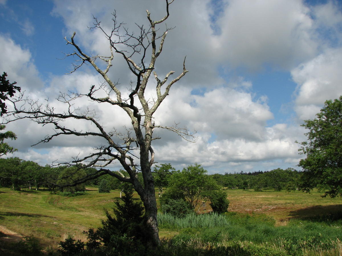 Frisbee Golfcourse.jpg