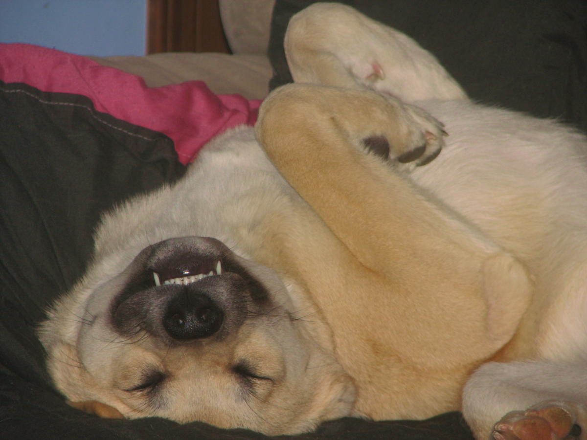 Sleeping Like a Dog.jpg