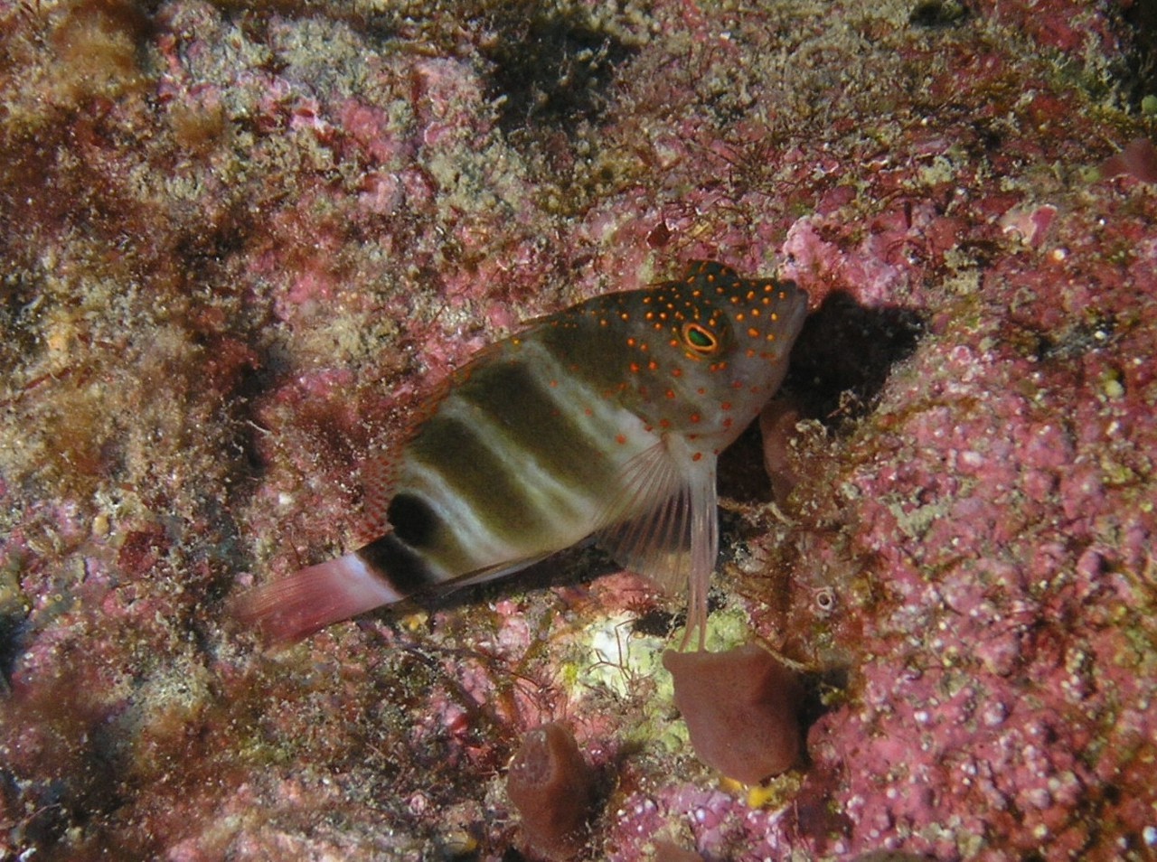 Redspotted Hawkfish