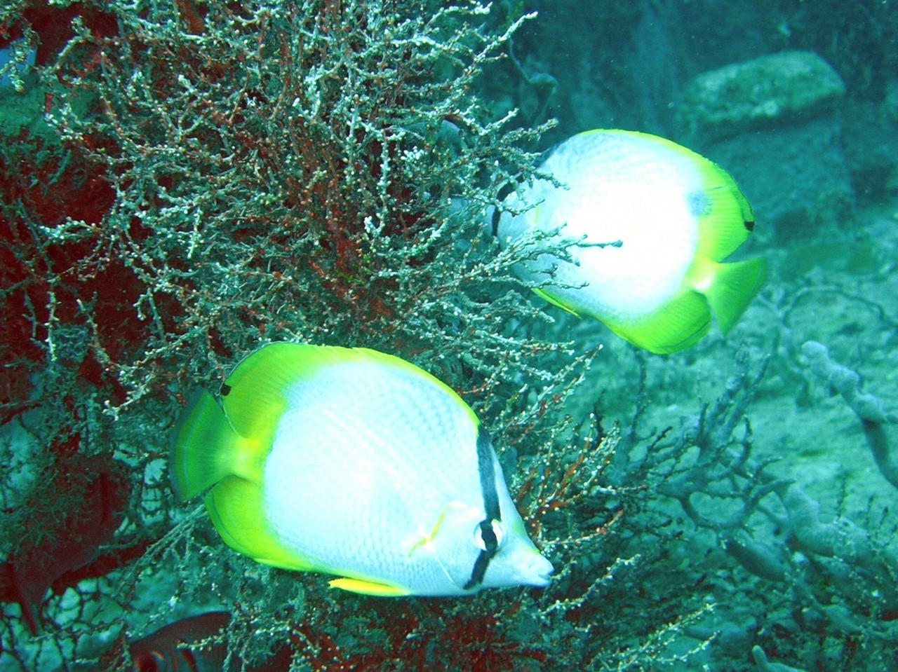 Spotfin Butterflyfish