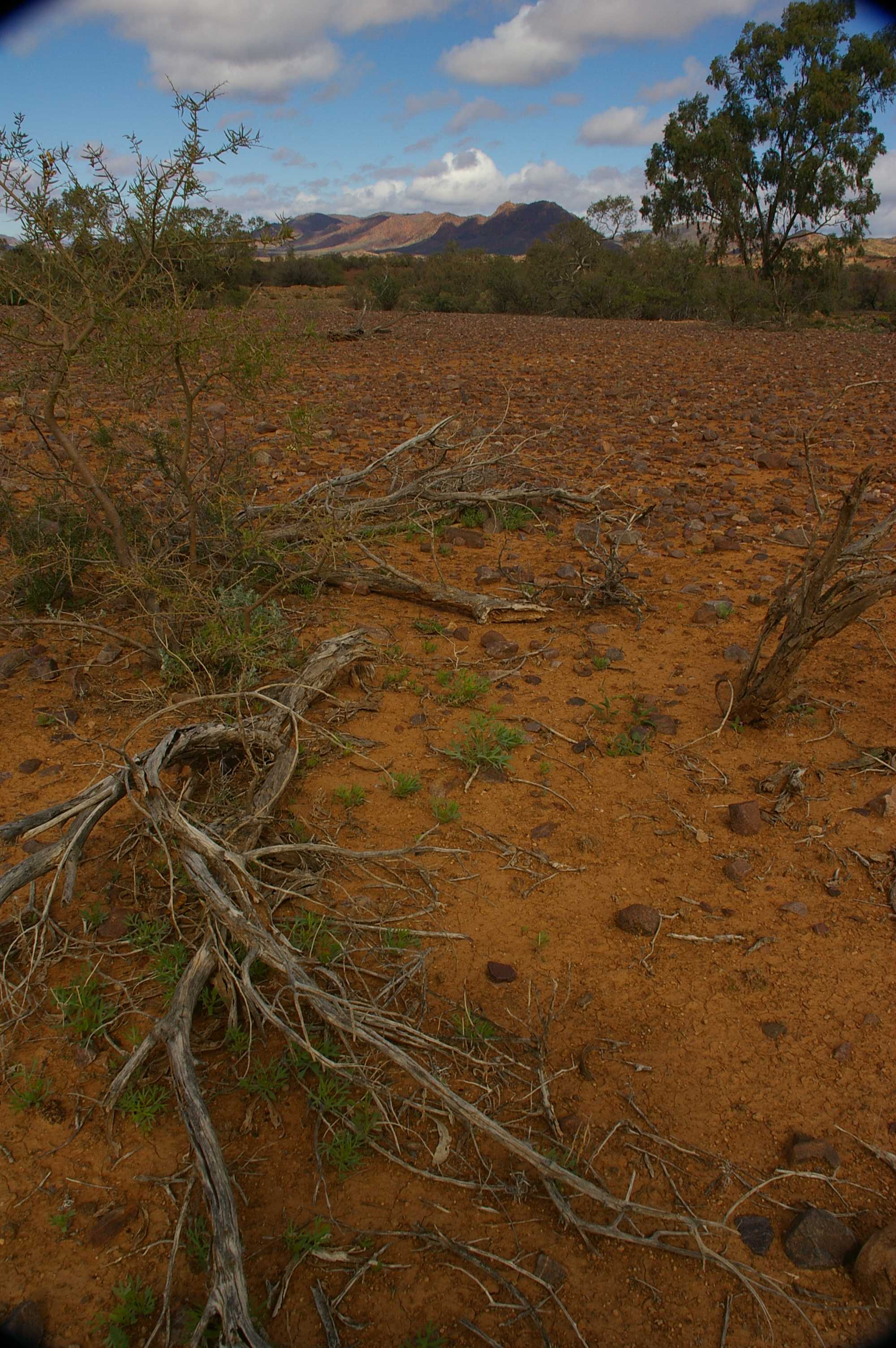 Flinders Ranges Sep 05 051