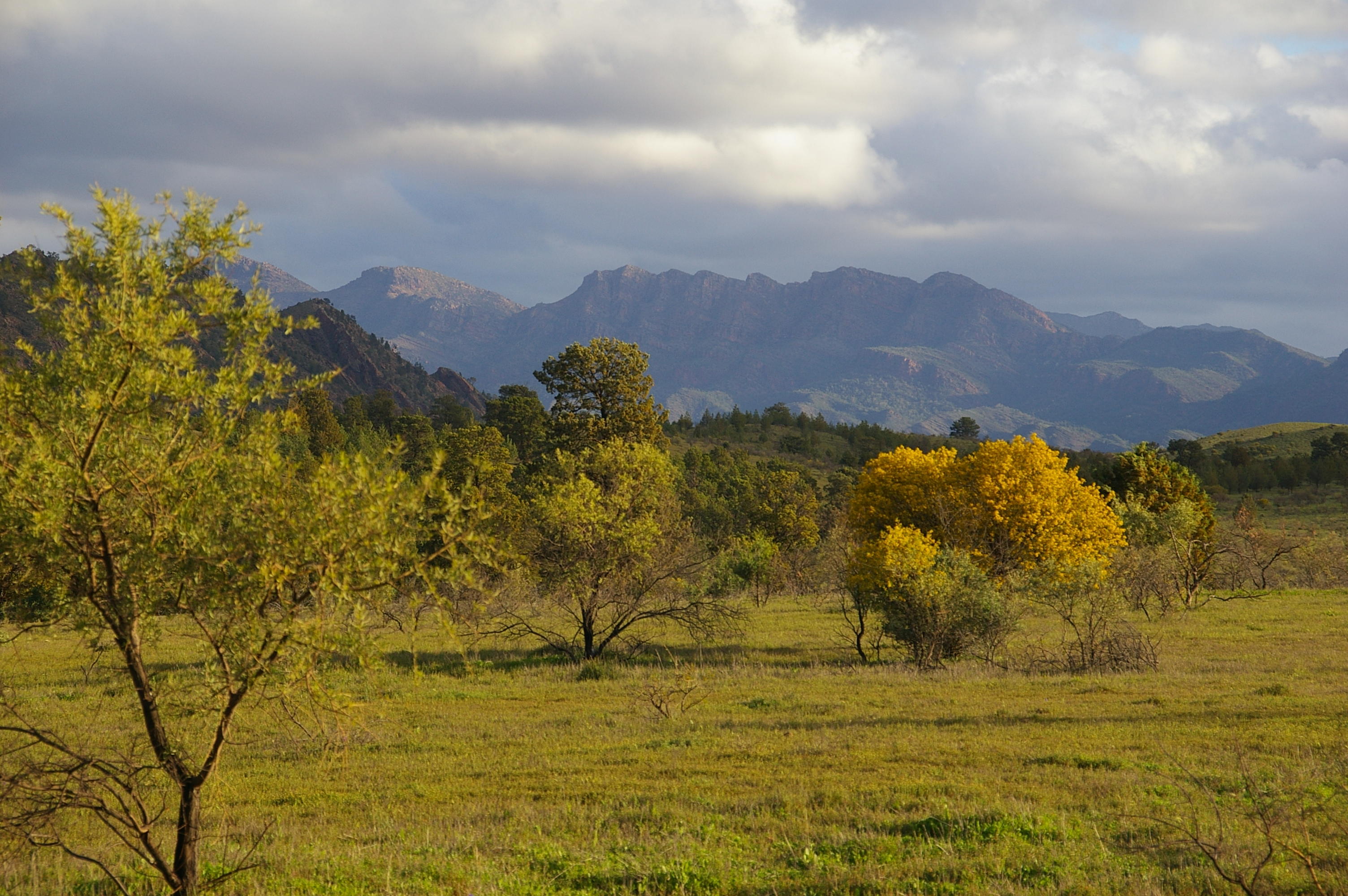Flinders Ranges Sep 05 067