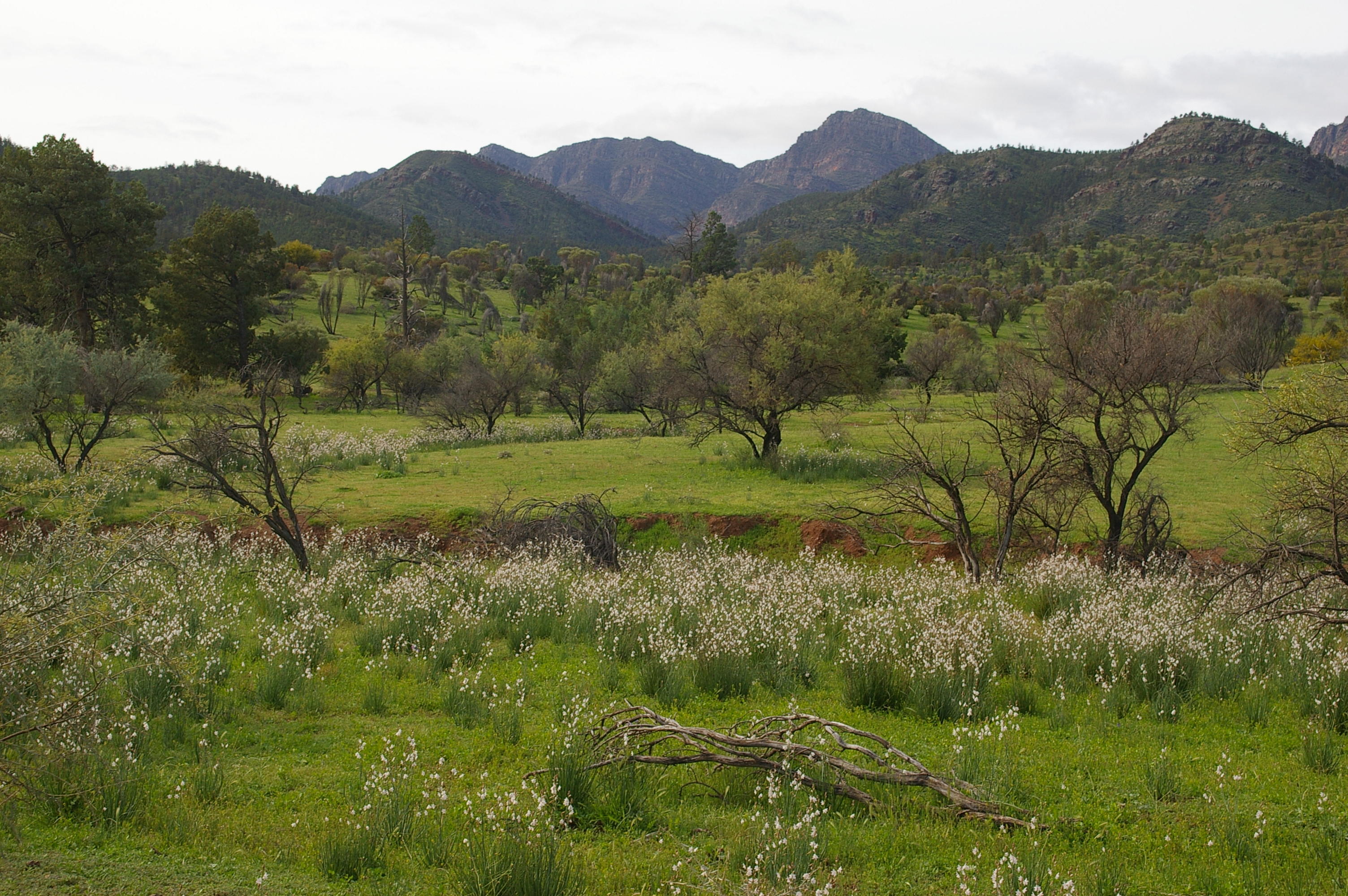 Flinders Ranges Sep 05 089