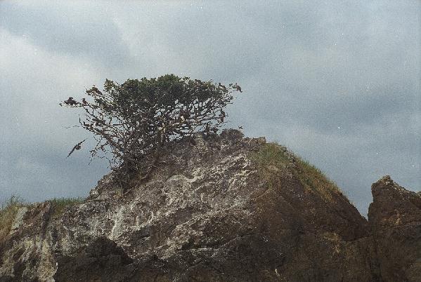 bird island