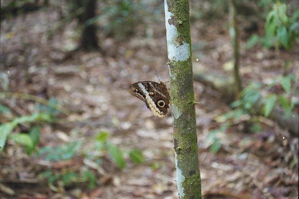 butterfly