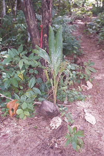 coconut sprout