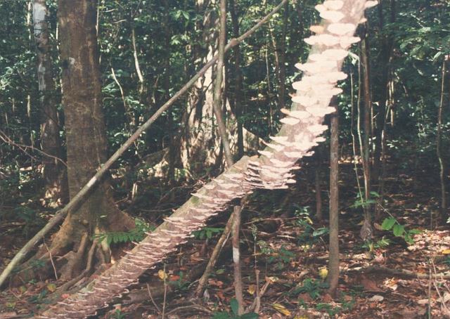 tree with fungus