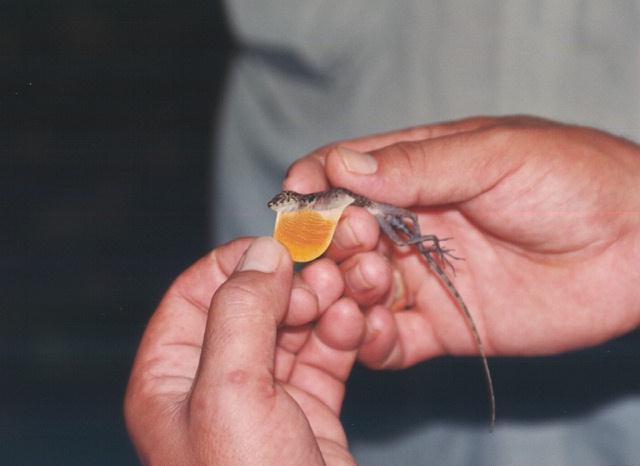 lizard