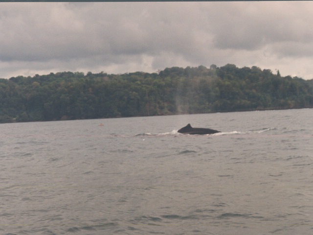 whale with calf