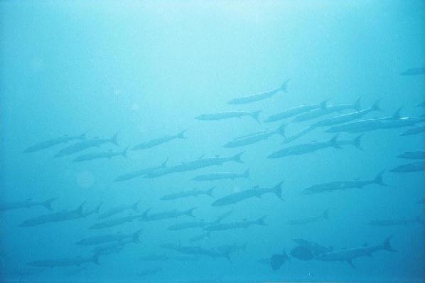 school of barracuda