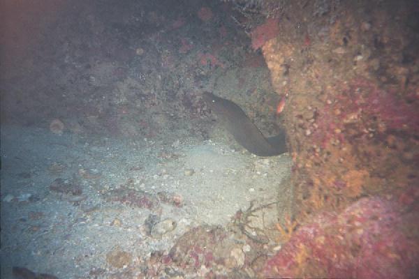 eel