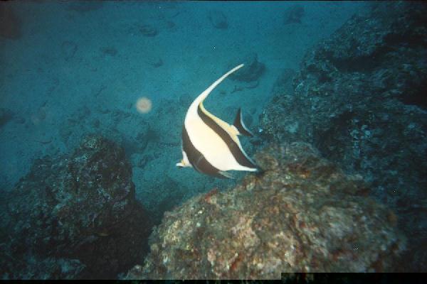 Moorish Idol