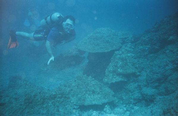 plate coral