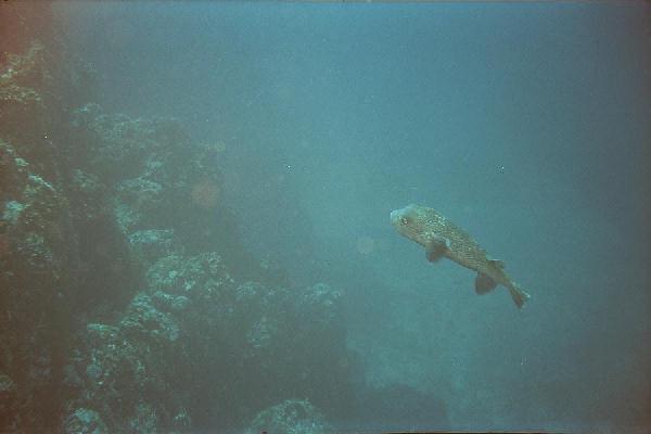 puffer