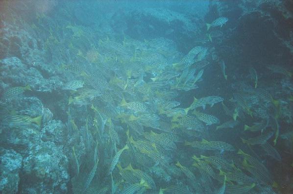 school of jacks