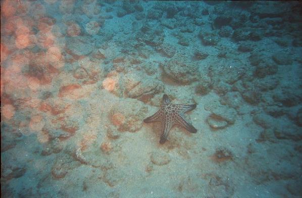 starfish
