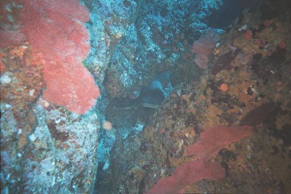 whitetips hiding