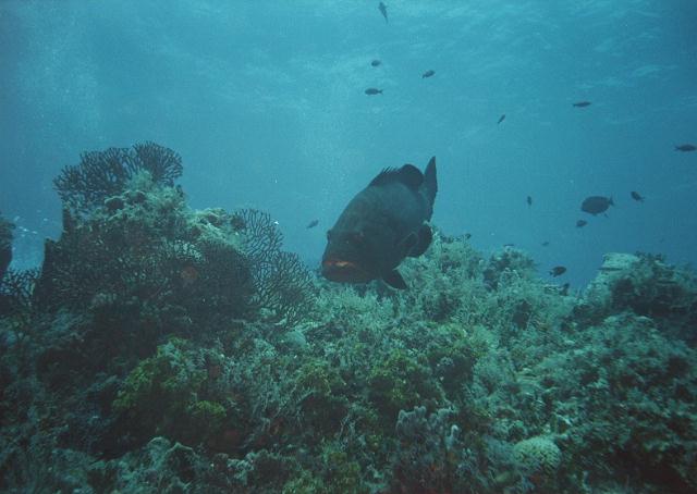 black grouper