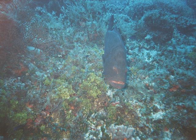 black grouper