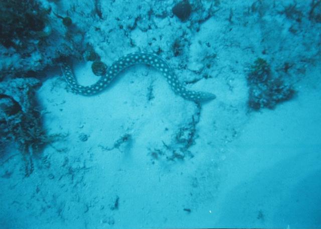 sharptail eel