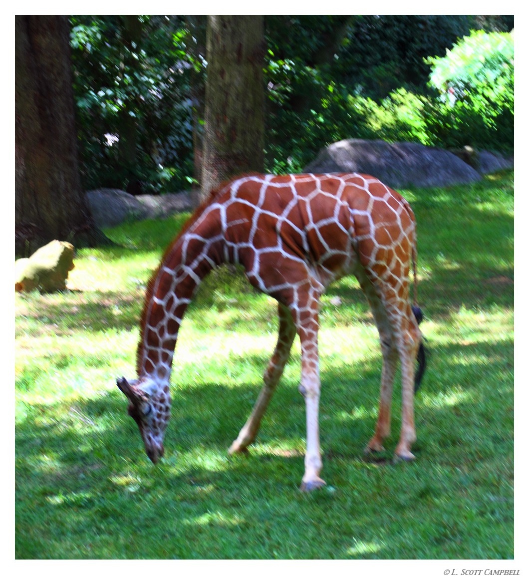 Giraffe.8304.jpg