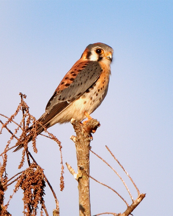 American Kestrel Closeup.jpg