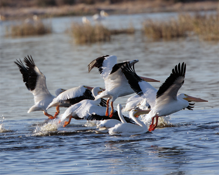 Pelicans landing in the water.jpg