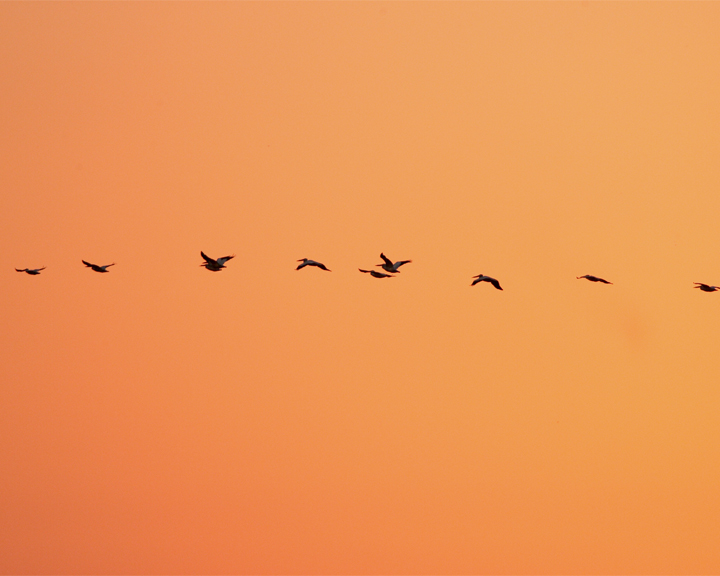 Circle B Pelican Flight at Sunrise.jpg