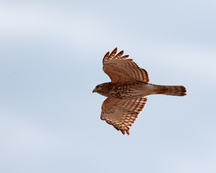 Sharp-shinned Hawk in Flight.jpg