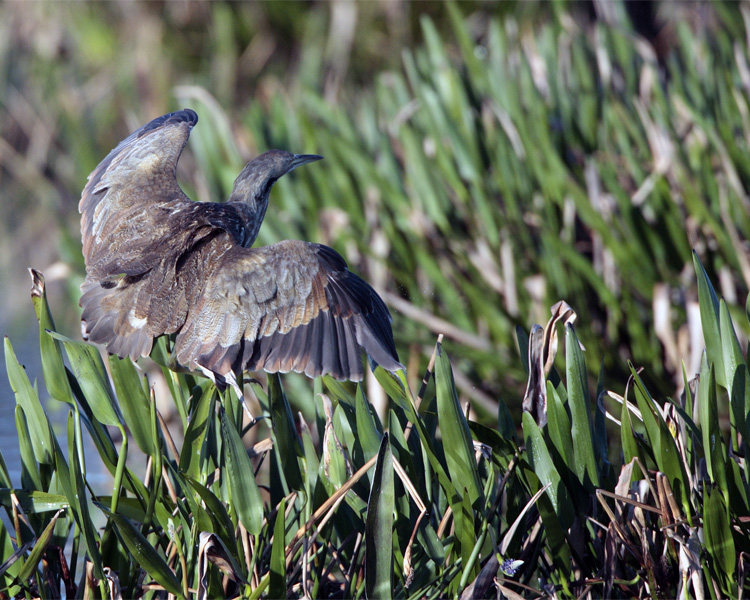 American Bittern Landing.jpg