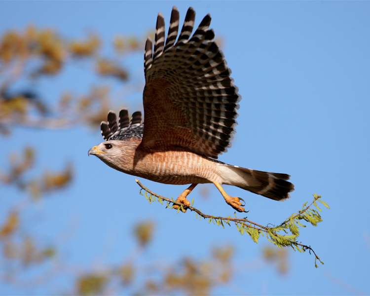 Circle B Red Shoulder Hawk in Flight with Nesting Material 3.jpg