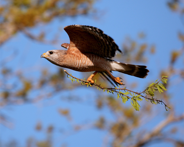 Circle B Red Shoulder Hawk in Flight with Nesting Material 4.jpg