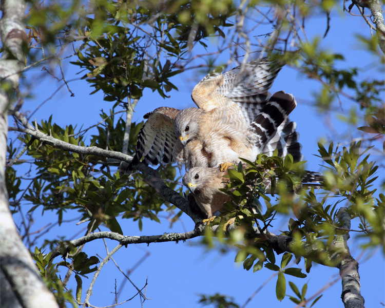 Circle B Red Shoulder Hawks Mating.jpg