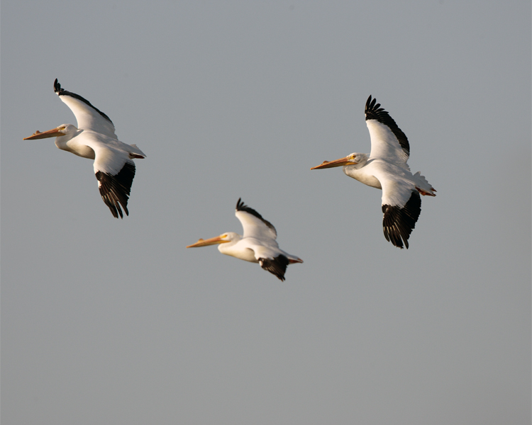 Circle B Flight of Three Pelicans at the Marsh.jpg
