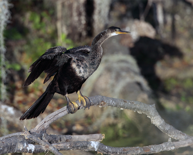 Circle B Anhinga by the Marsh.jpg