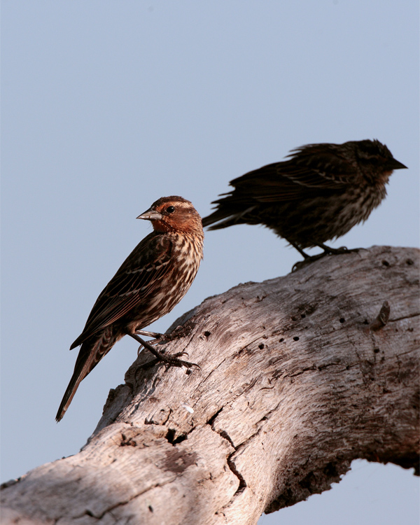 Female Redwing Black Bird