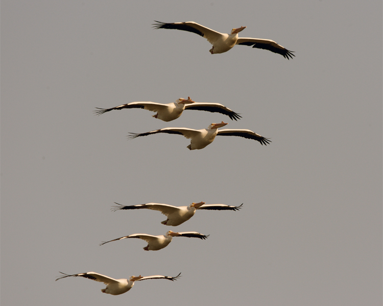 Circle B Flight of Pelicans at Dawn.jpg