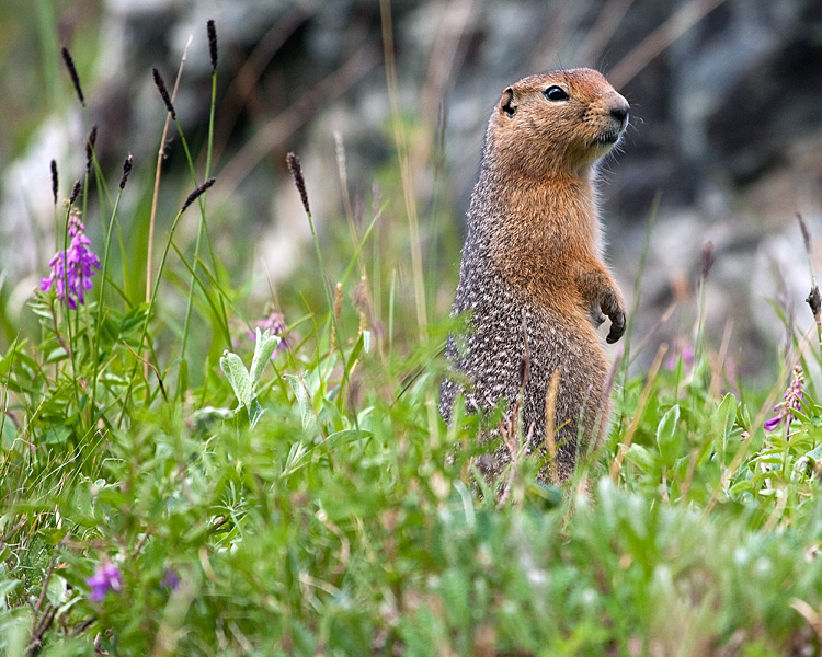 Arctic Ground Squirrel at Savage River in the Wildflowers.jpg