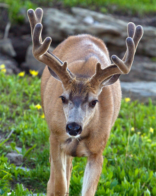 Ten Point Buck at Logan Pass.jpg