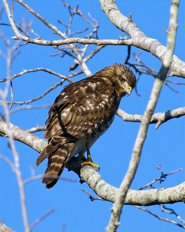 Coopers Hawk on Wading Bird Way 2.jpg