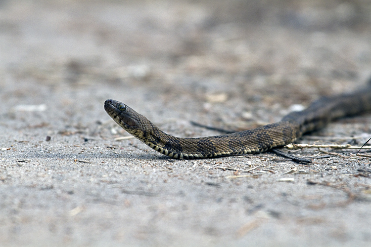 Baby Banded Water Snake.jpg