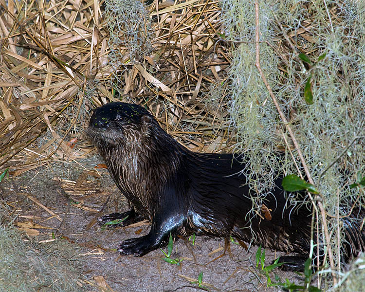 Otter on Marsh Rabbit Run.jpg