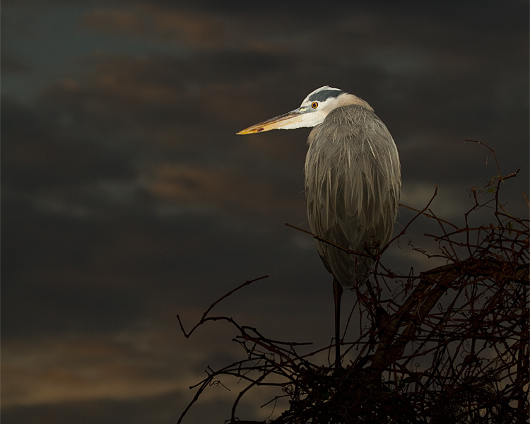 Great Blue Heron Against the Dawn Sky.jpg