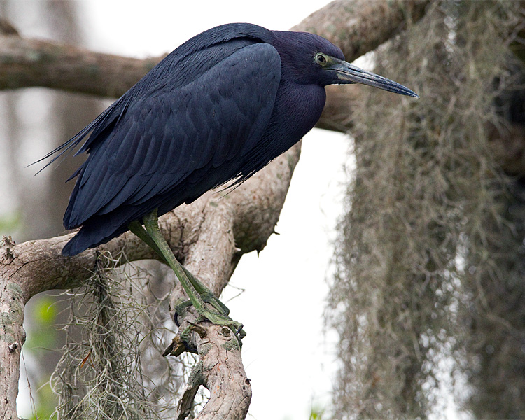 Little Blue Heron.jpg