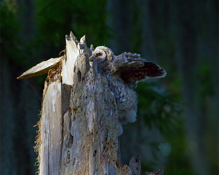 Barred Owl Fledgling Climbing Up the Side of the Nest Tree.jpg